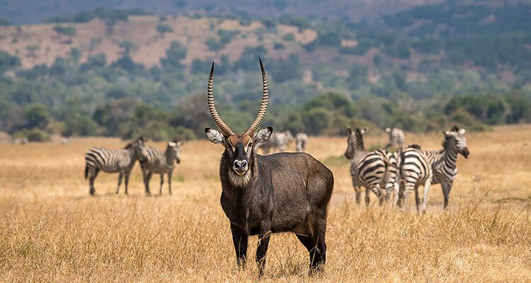 DaysNyungweForestAkageraWildlifeSafarix